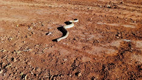 serpiente de cascabel de espalda de diamante en wichita falls texas en noviembre a lo largo del río wichita