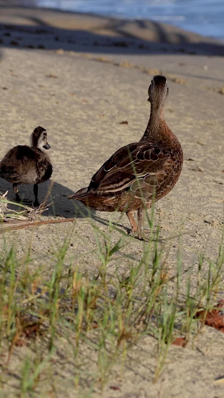 Un'anatra madre guida i suoi piccoli anatroccoli attraverso una spiaggia sabbiosa con chiazze d'erba verde.