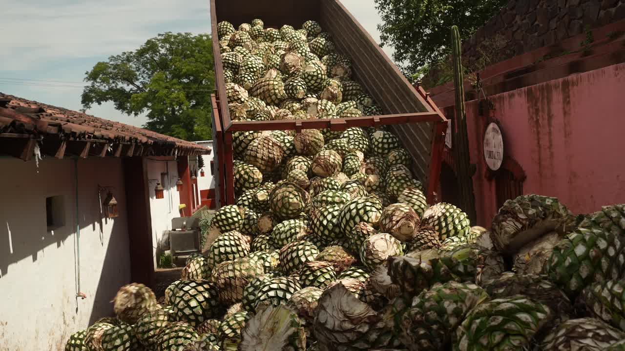 Camion carico di Agave Blu raccolto che scarica all'ingresso di un impianto di lavorazione su una strada sterrata a Tequila, Jalisco, Messico, in una mattina di sole. Inquadratura generale statica in 4K con elevato dettaglio