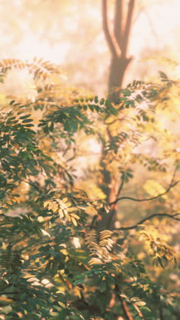 close up of leaves in sunlight