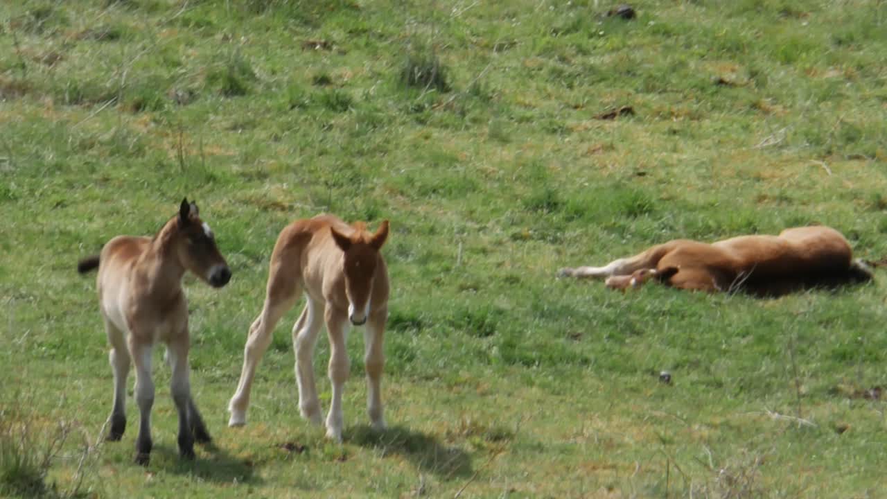 dos potros jugando en un campo verde