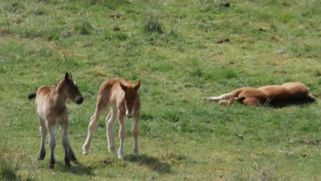 Dos-Potros-Jugando-En-Un-Campo-Verde