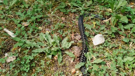 flies landing on dead black grey viper snake in ground forest, handheld, day