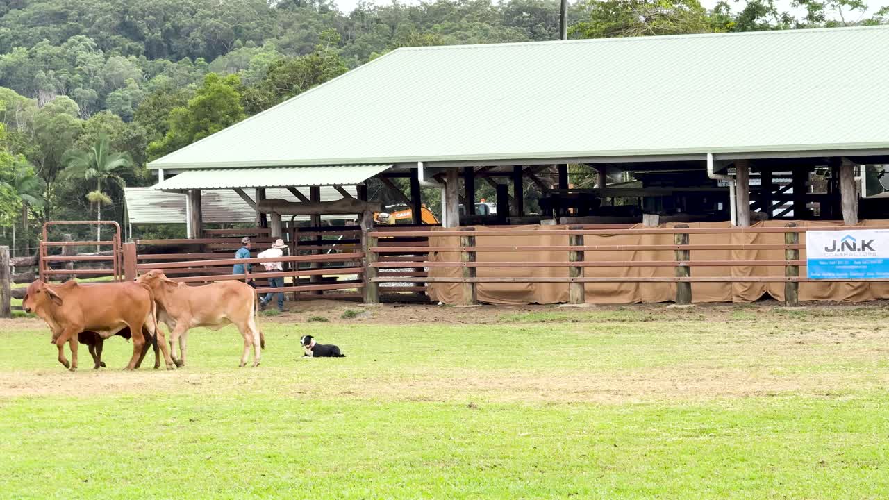 Border Collie herds cattle across grassy arena, natural daylight, wide shot, steady camera movement
