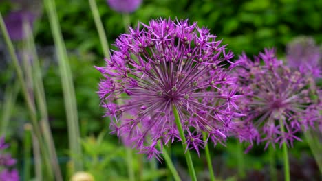 purple star of persia flower in dubh linn garden, dublin, ireland