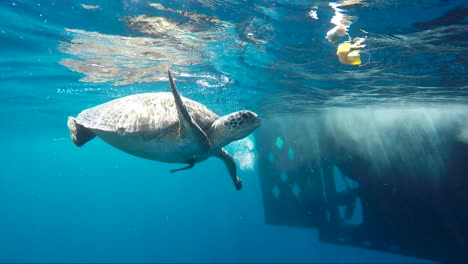 tortuga comiendo piel de plátano de la superficie azul tropical en cámara lenta