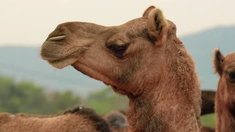 Camels-at-the-Pushkar-Fair,-also-called-the-Pushkar-Camel-Fair-or-locally-as-Kartik-Mela-is-an-annual-multi-day-livestock-fair-and-cultural-held-in-the-town-of-Pushkar-Rajasthan,-India.