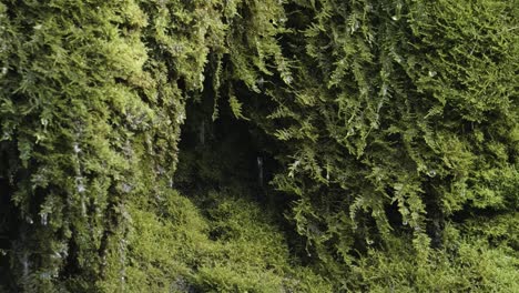 Sphagnum-Moss-Dripping-Water-Slow-Motion-Green-Static-Shot