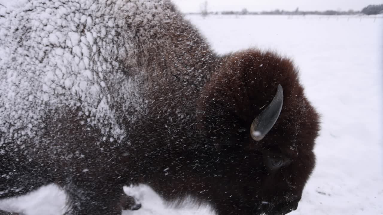 Bison ryster sne af hovedet super slowmotion.