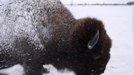 Bison-Schüttelt-Schnee-Vom-Kopf-Superzeitlupe