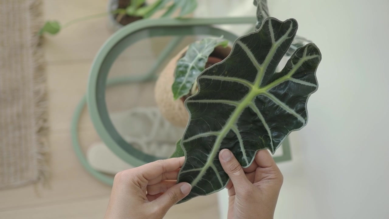 Primo piano di mani che tengono una bellissima foglia di pianta di Alocasia