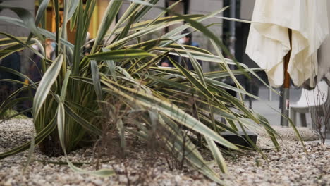 close up view of variegated filamentosa yucca in the city with people walking behind - slider left