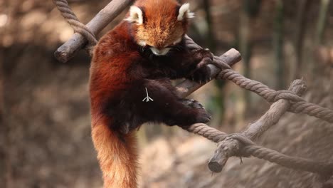 red panda sitting on ropes, cleaning its paw