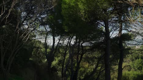 Footage-of-trees-,-Parnitha-mountain-in-the-background,-Athens,-Greece