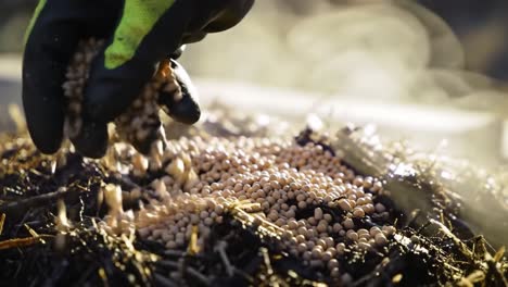 a close-up view of hands in gloves meticulously planting seeds into fertile soil surrounded by straw, highlighting sustainable agricultural practices for growing crops