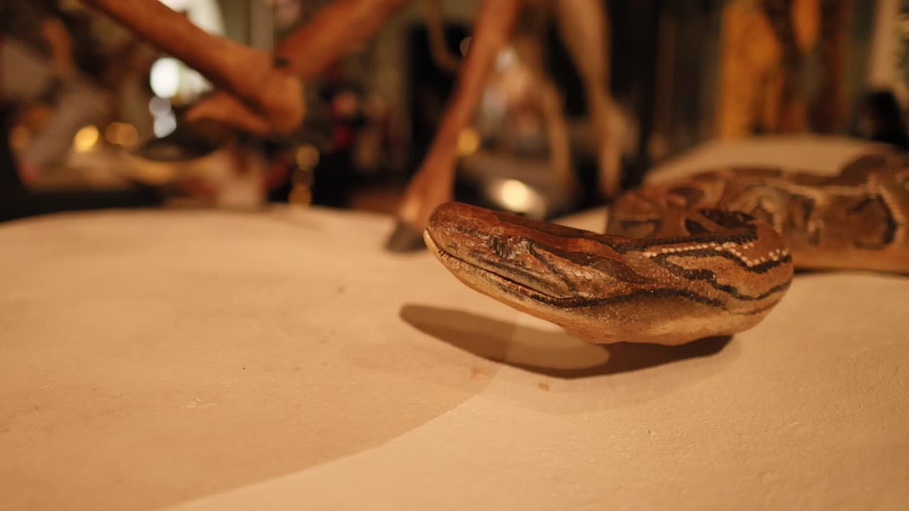 Detailed view of a taxidermy python exhibit Premium Stock Video Footage