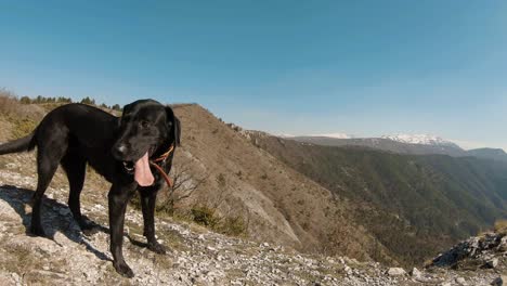 perro labrador negro en una montaña con picos nevados en el fondo