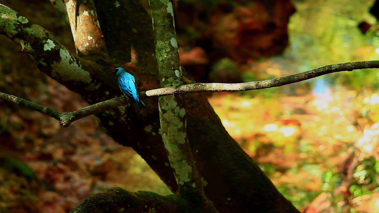 tangara golondrina macho adulto brillantemente azul posado en una rama sobre un arroyo balbuceante en la sabana brasileña