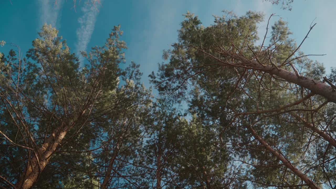 Looking up through tall pine trees into a clear blue sky with wispy clouds above