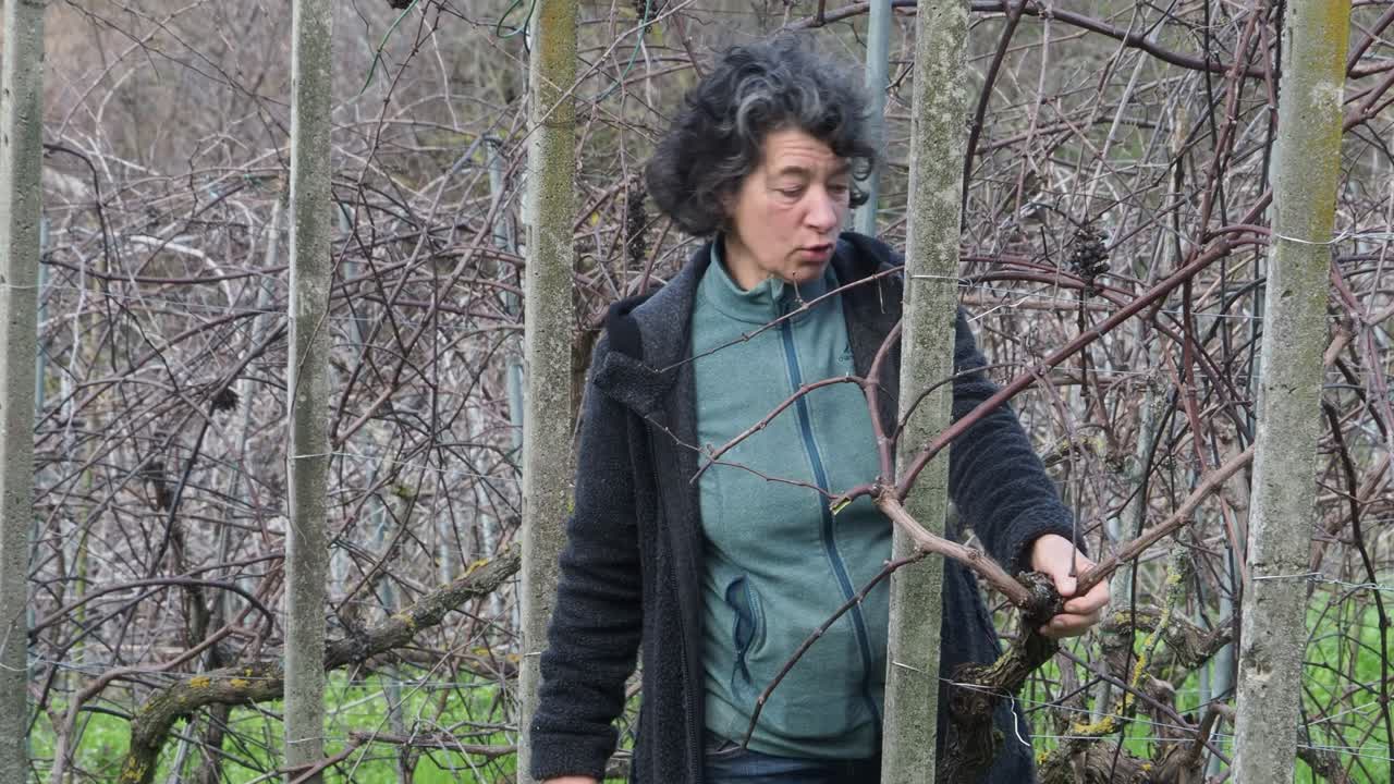 woman farmer prunes dormant grapevines in a grassy vineyard during early growing season, with wooden poles and sparse foliage around