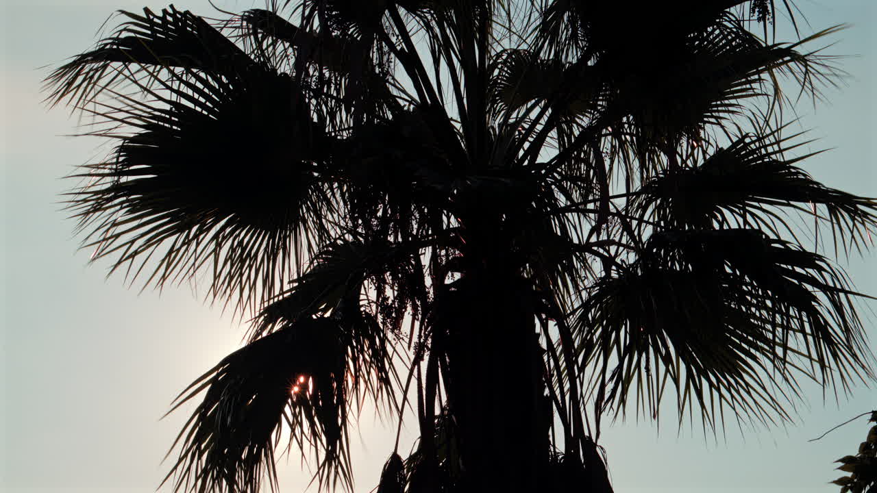 View of sunlight filtering through tropical palm leaves in the afternoon