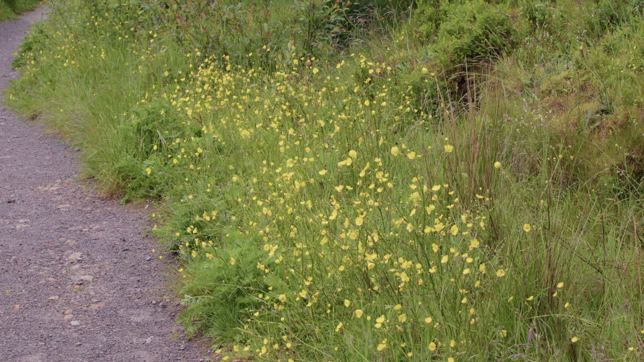 Wide shot of buttercup along a footpath in nature at Cogra Moss lake. West lake district
