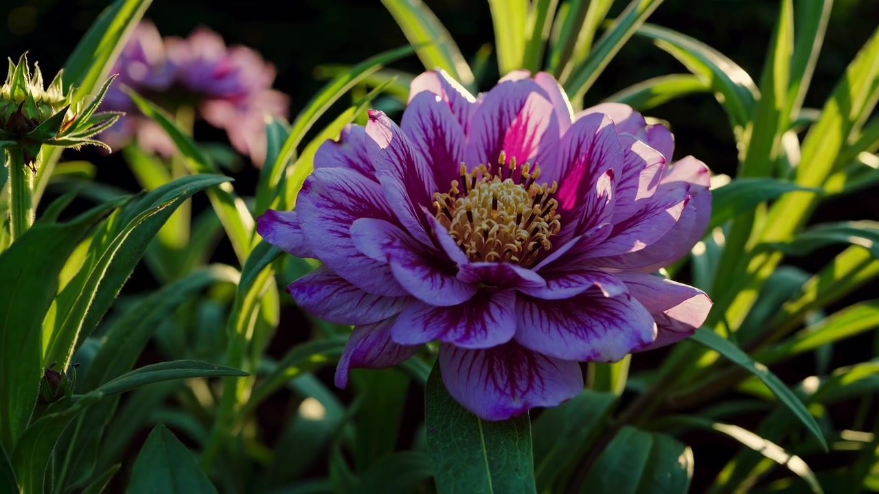 Primo piano di un fiore di zinnia viola vivace che sboccia alla luce del sole.
