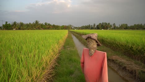 Espantapájaros-En-El-Campo-De-Arroz.