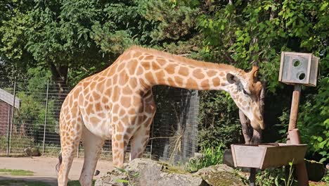 Jirafa-En-El-Zoológico-De-Dortmund-En-Primavera