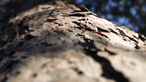 cinematic footage of ants climbing up a tree in between the bark openings, focus