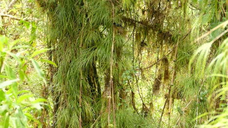 Bananaquit-bird-sits-in-a-tree-and-flies-away-into-the-forest