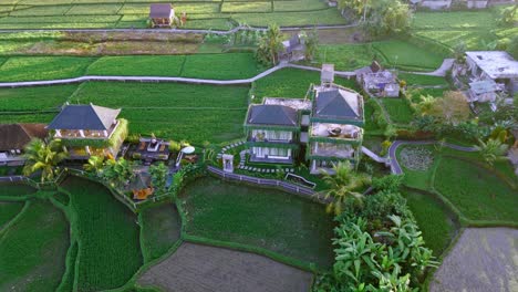 Una-Vista-Aérea-De-Arriba-Hacia-Abajo-De-Los-Hermosos-Campos-De-Arroz-Verdes-Y-Villas,-Tomada-Por-Un-Dron-En-Bali,-Indonesia