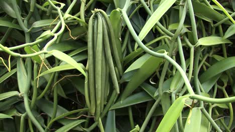 Detail-of-Vanilla-pods-in-Raiatea,-Society-Islands,-French-Polynesia