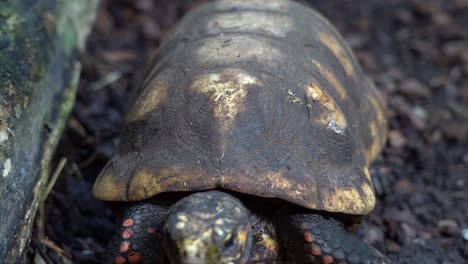 tortuga de patas rojas caminando a lo largo de la roca hacia la parte inferior del cuadro - ángulo alto