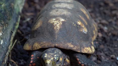 red-footed tortoise walking along rock towards bottom of frame - high angle