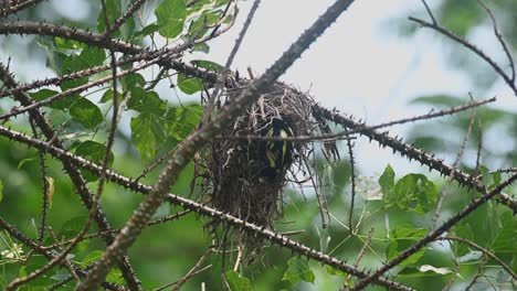 Perched-at-the-mouth-of-its-nest-as-the-camera-zooms-out-revealing-a-windy-forest,-Black-and-yellow-Broadbill-Eurylaimus-ochromalus,-Kaeng-Krachan-National-Park,-Thailand