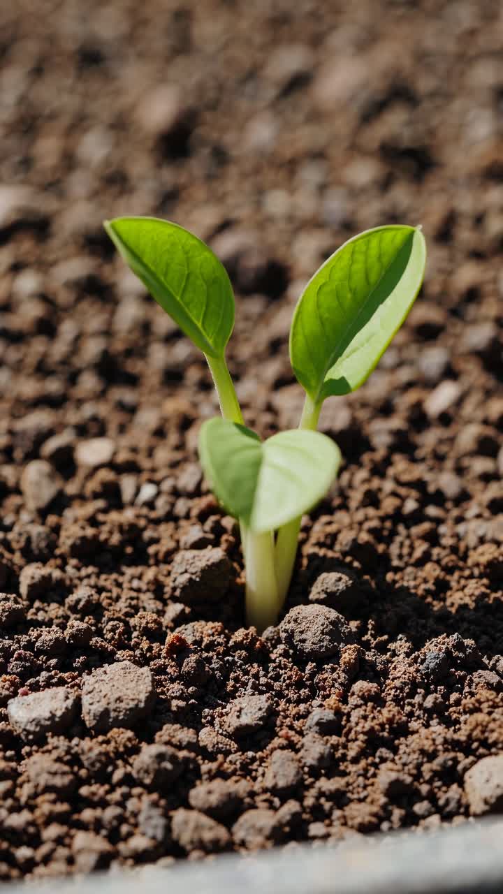 Close-up, low-angle shot of a small green sprout emerging from rocky soil, symbolizing growth