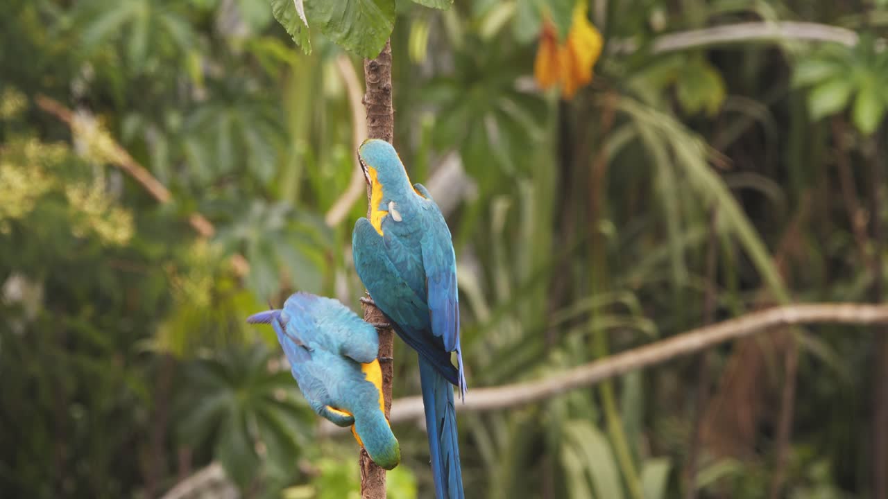 Blue-and-yellow macaw Flies in and lands to Join its mate on the branch in the Amazonian Rain forest canopy sitting side by side