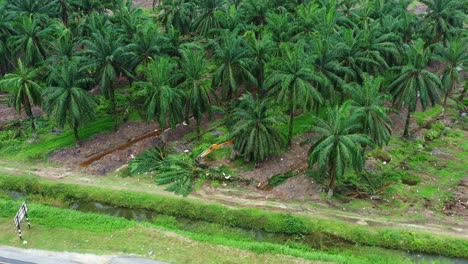 aerial birds eye view, fly around a destructive digger excavator knocking down grove of mature palm trees, obliterate the aboveground vegetation, replanting to maximize yield to satisfy global demand