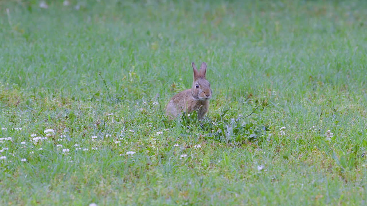 conejo de rabo blanco oriental, comiendo hierba y luego saliendo del encuadre
