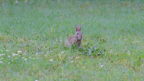conejo de rabo blanco oriental, comiendo hierba y luego saliendo del encuadre
