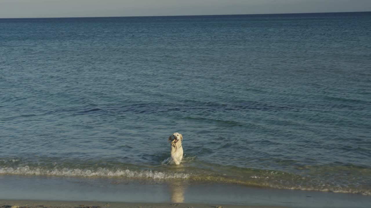 바다에서 행복한 개