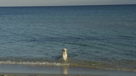happy dog in sea