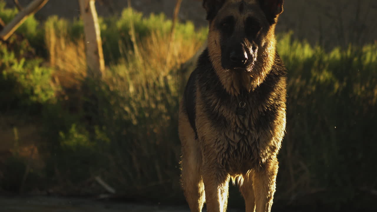 vista de cerca del goteo de agua de la piel de un perro pastor alemán alsaciano que sale después de sentarse en el agua