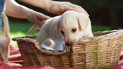 Vista-De-Cerca-De-Las-Manos-De-Una-Mujer-Caucásica-Acariciando-A-Un-Cachorro-Labrador-Blanco-En-Una-Canasta-En-El-Parque