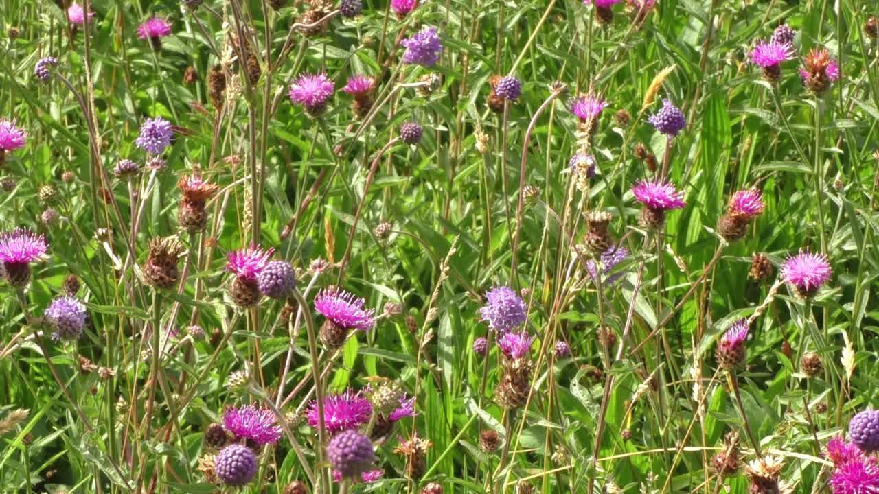 Beautiful Wildflower meadow at Augill pasture nature reserve in Cumbria UK.
