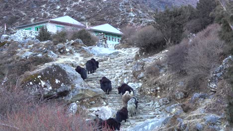 a train of yaks walking up a series up steps in the trail to everest base camp