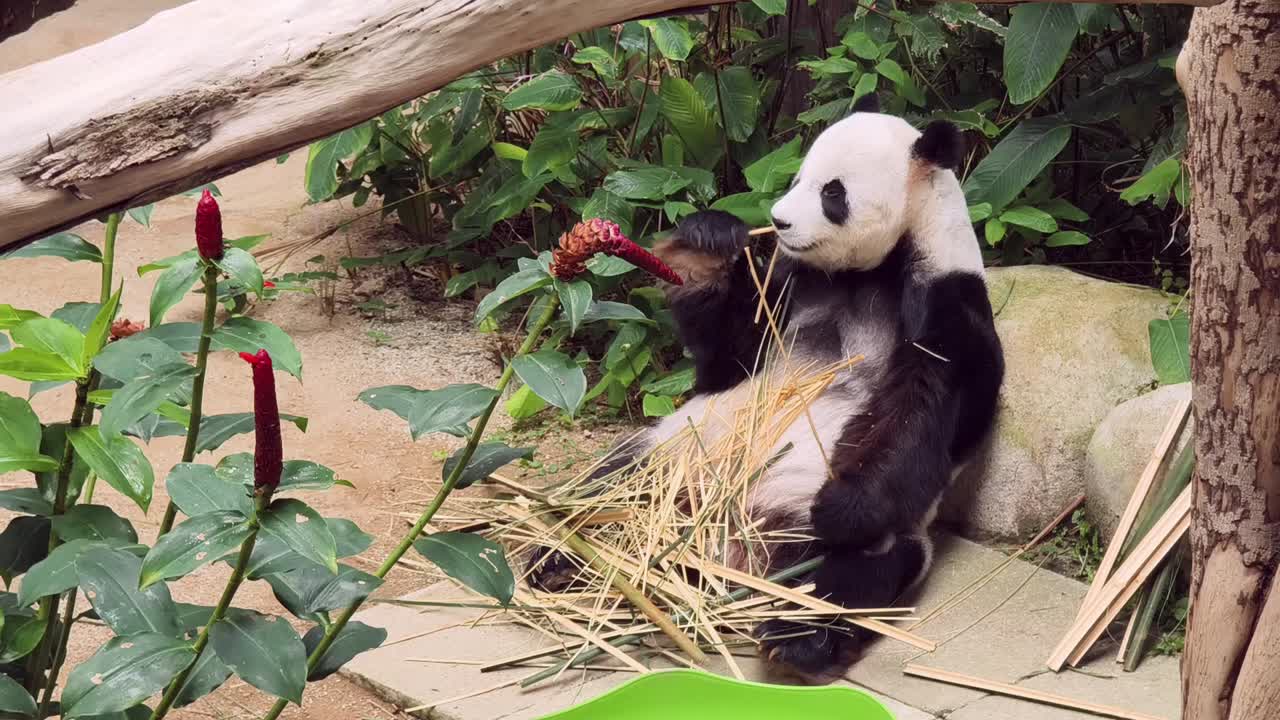 Un panda gigante comiendo bambú.