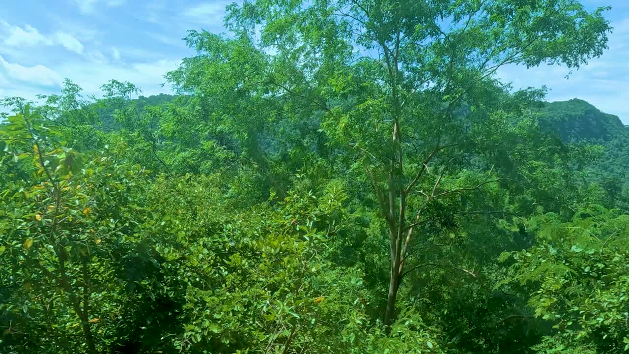 Scenic view of forest and river landscape