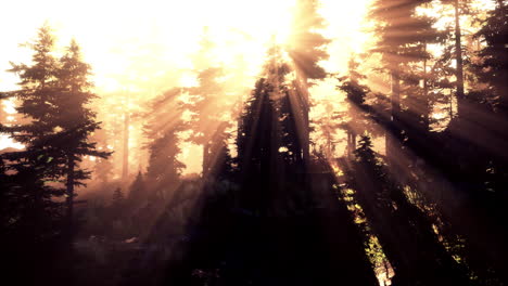 sunrise in a misty coniferous forest